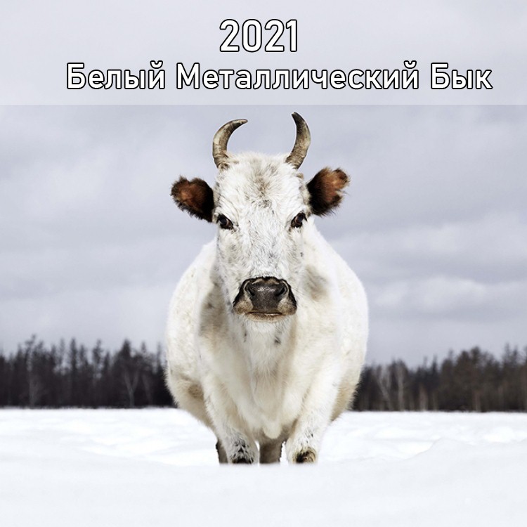 Новый Год 2022 Корова
